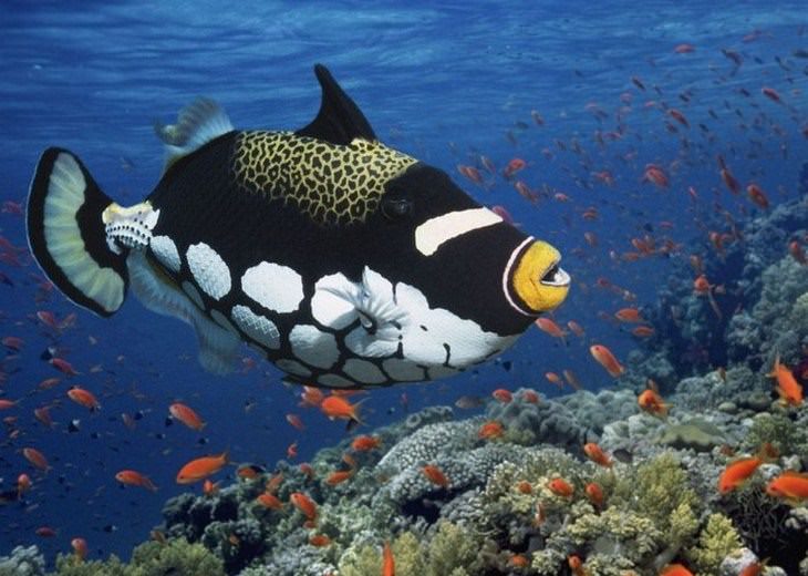 colorful fish Clown Triggerfish (Balistoides conspicillum)