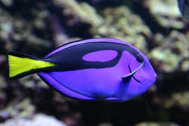 colorful fish Zebrasoma (Zebrasoma)