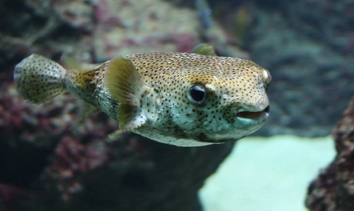 colorful fish Pufferfish (Tetraodontidae)