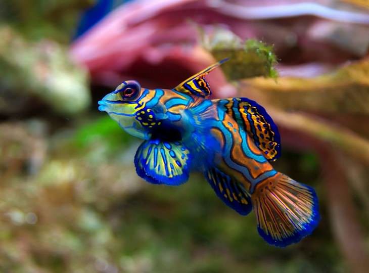 colorful fish Mandarin fish (Synchiropus splendidus)