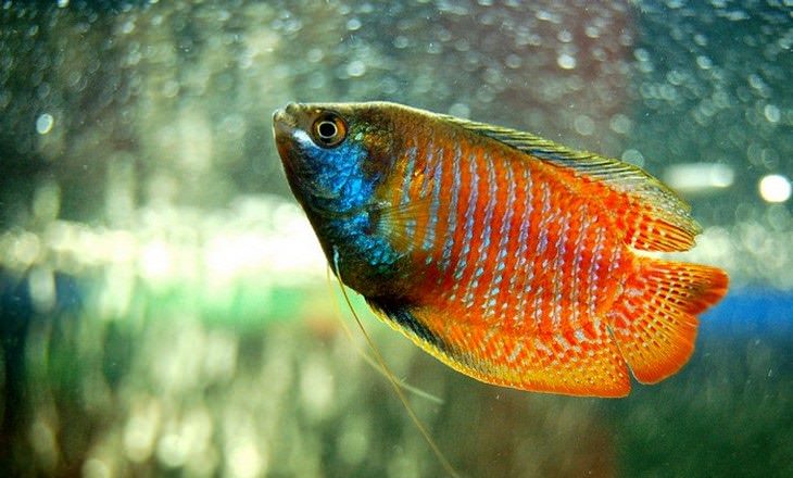 colorful fish Dwarf Gourami (Trichogaster lalius)