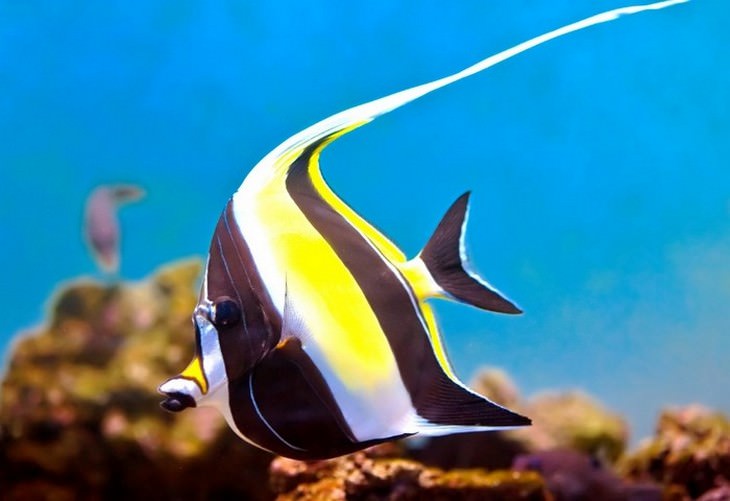 colorful fish Moorish Idol (Zanclus cornutus)