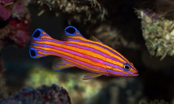 colorful fish Candy Basslet (Liopropoma carmabi)
