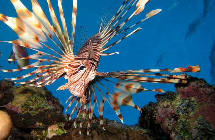 colorful fish Lionfish (Pterois)
