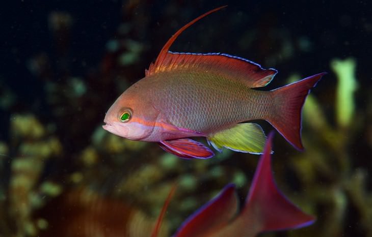 colorful fish Sea Goldie (Pseudanthias squamipinnis)