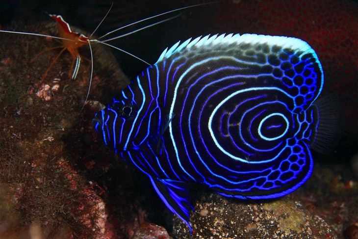 colorful fish Emperor Angelfish (Pomacanthus imperator)