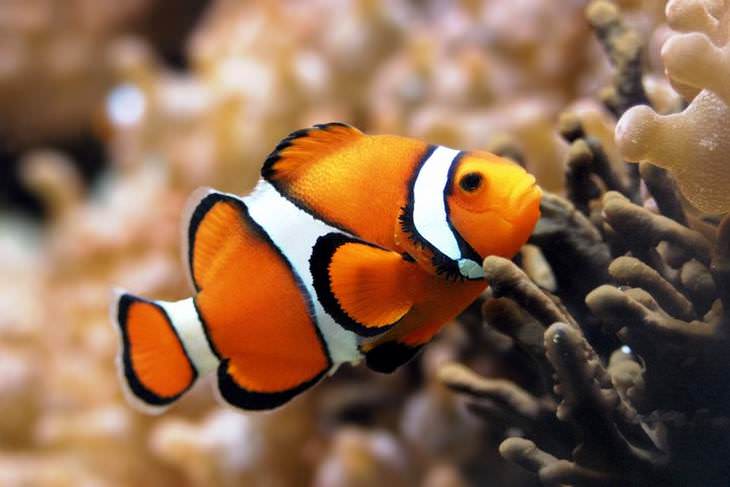 colorful fish Clownfish (Amphiprioninae)