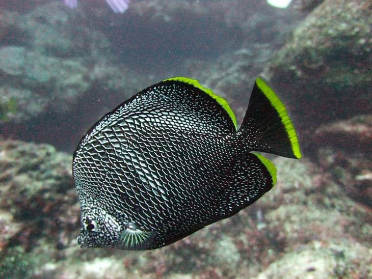 colorful fish Wrought Iron Butterflyfish (Chaetodon daedalma)