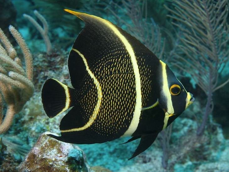colorful fish French Angelfish (Pomacanthus paru)