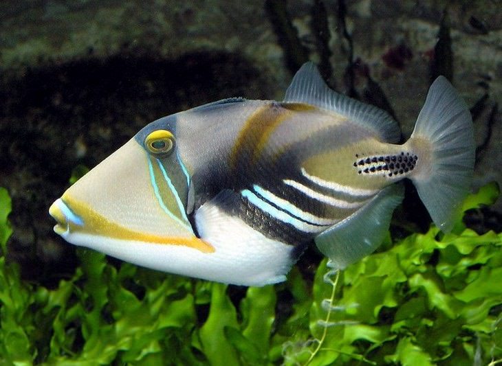 colorful fish Picasso Triggerfish (Rhinecanthus aculeatus)