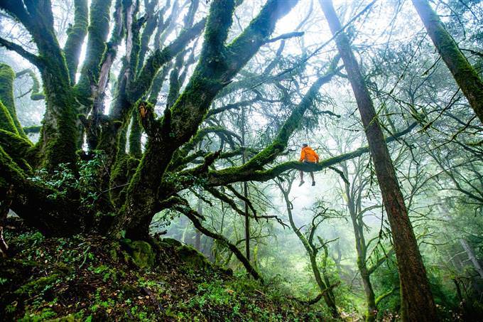 A man sitting on a high branch