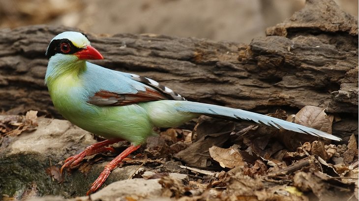 Bird Feathers, Like You've Never Seen Them Before