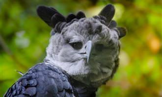 A Harpy eagle