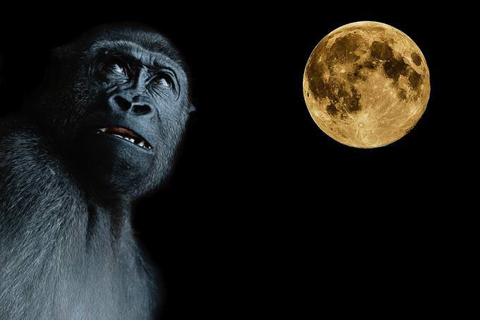 Gorilla and full moon