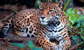 A jaguar