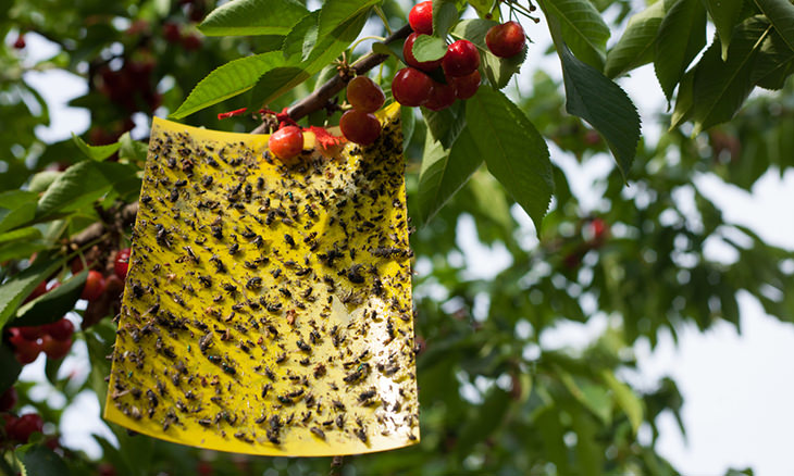 fruit-fly-trap