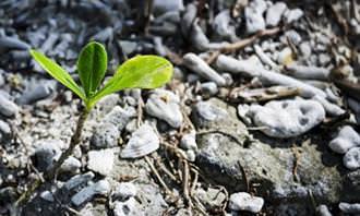 A green plant blooming in a desolate place