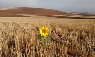 A yellow sunflower flower in the desert