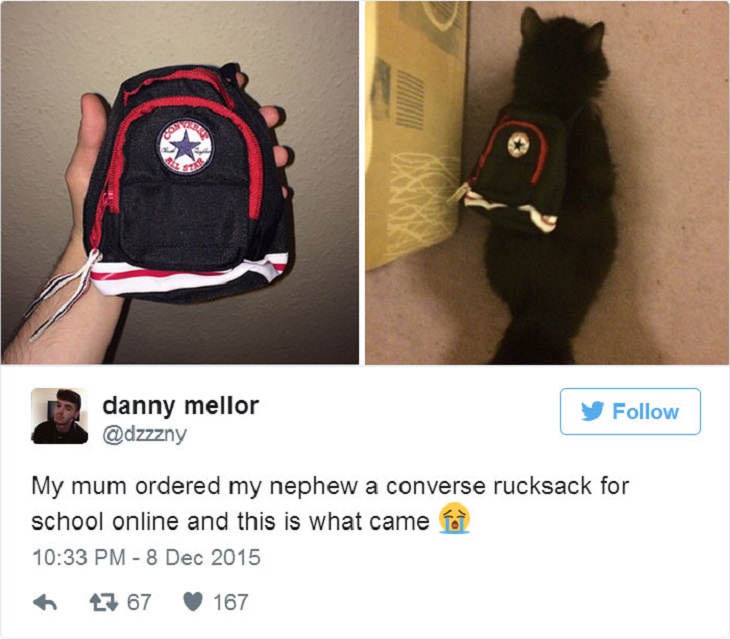 Online Shopping fail a backpack that fits the cat