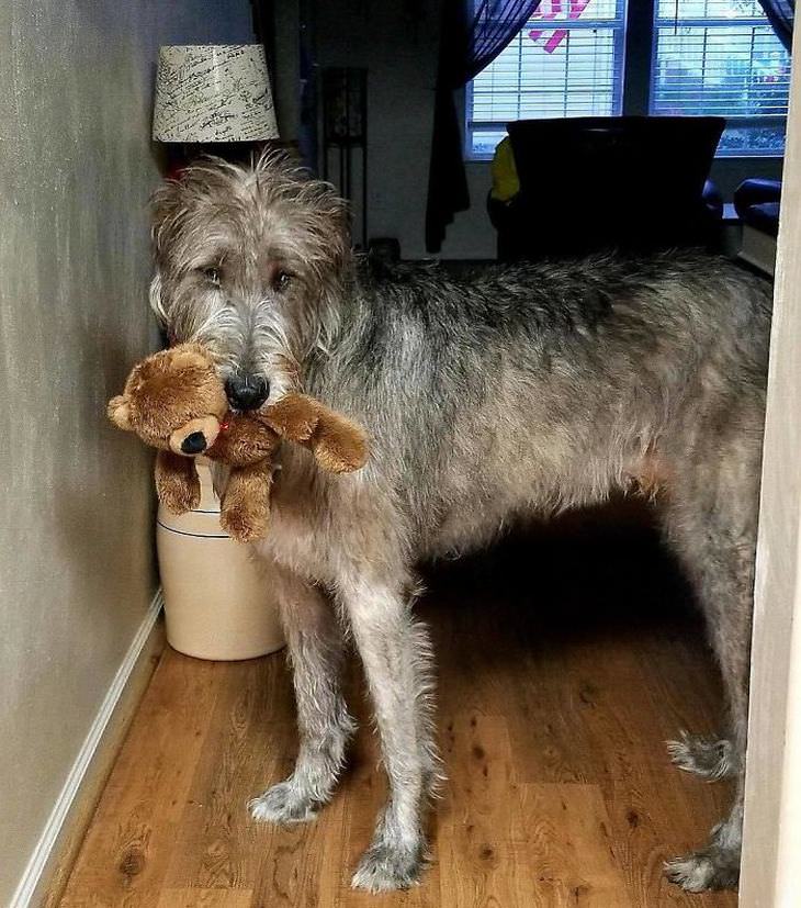 funny irish wolfhound pictures