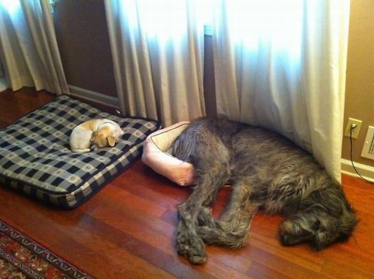 Irish best sale wolfhound cats