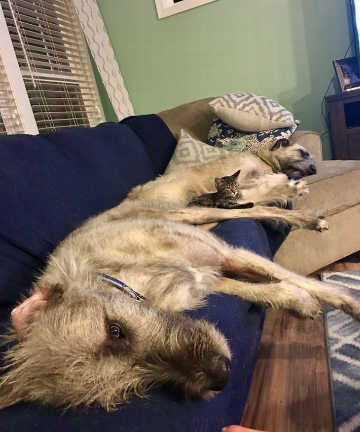 Irish Wolfhounds