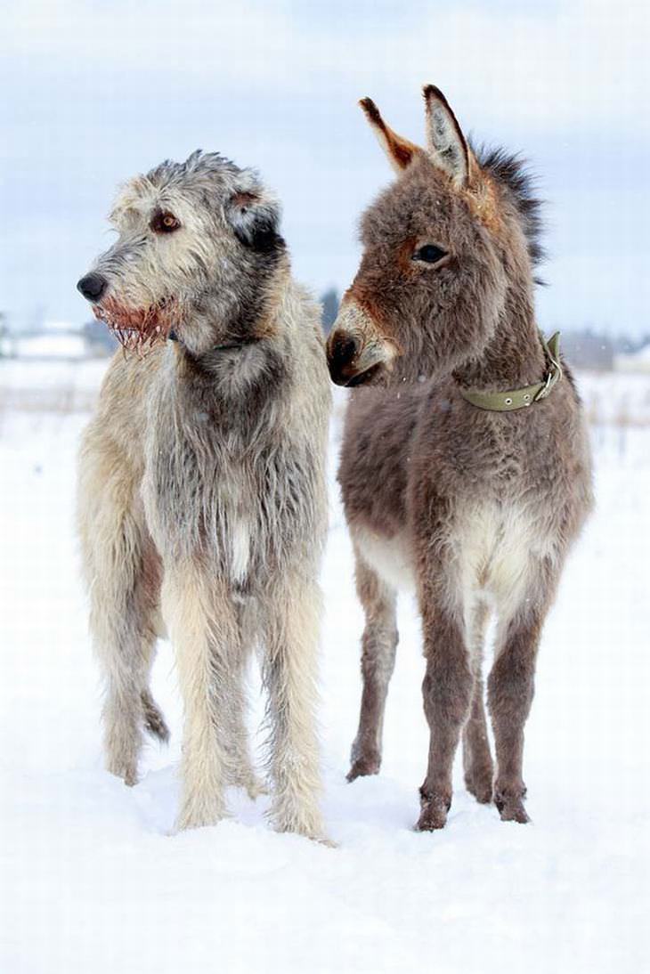 Irish Wolfhounds