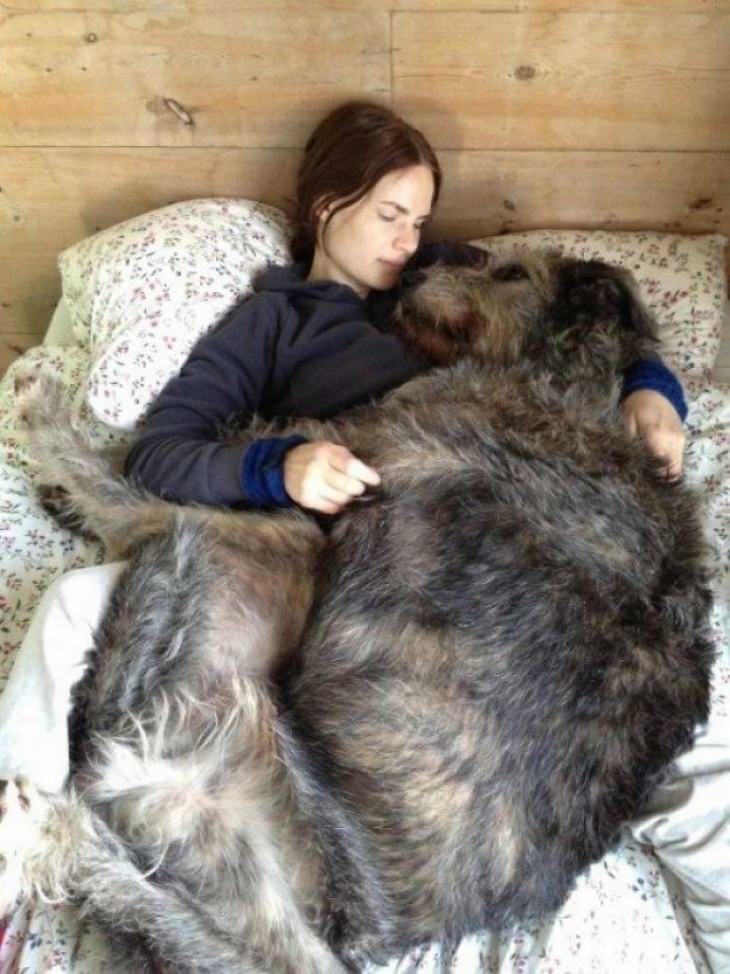 Irish Wolfhounds