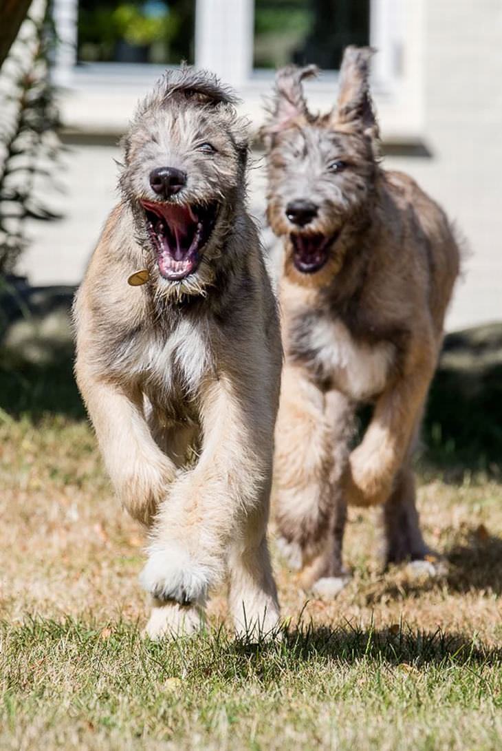 Irish Wolfhounds