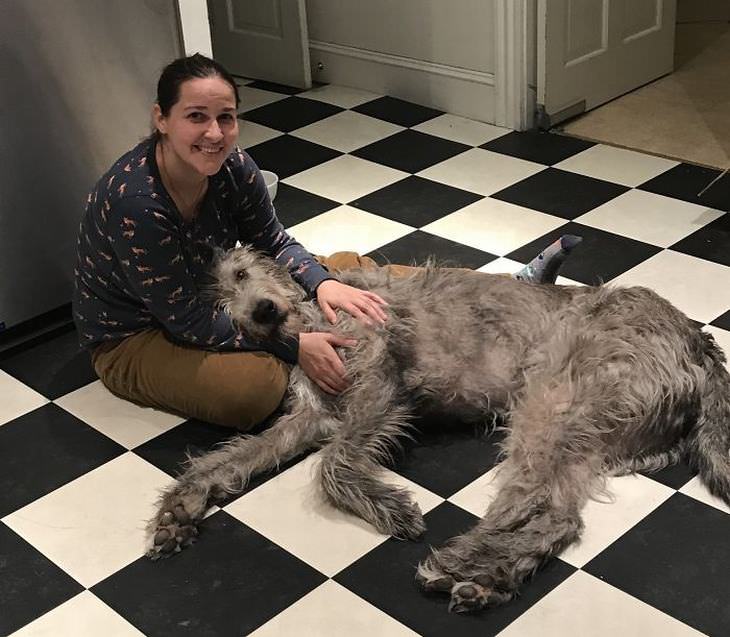 Irish Wolfhounds