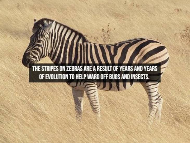 animal facts