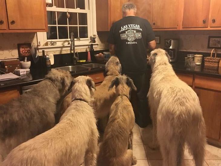 Irish Wolfhounds