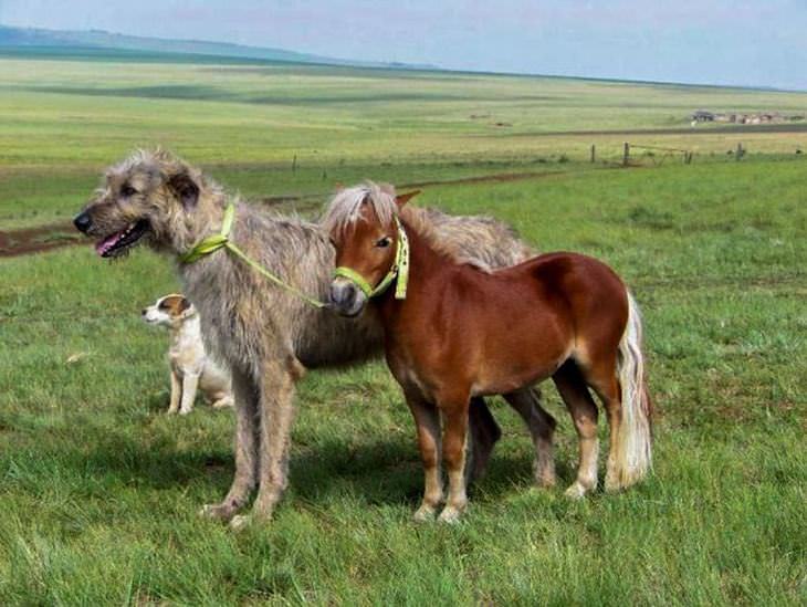 Irish Wolfhounds