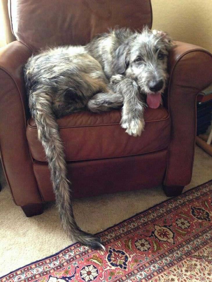 Irish Wolfhounds