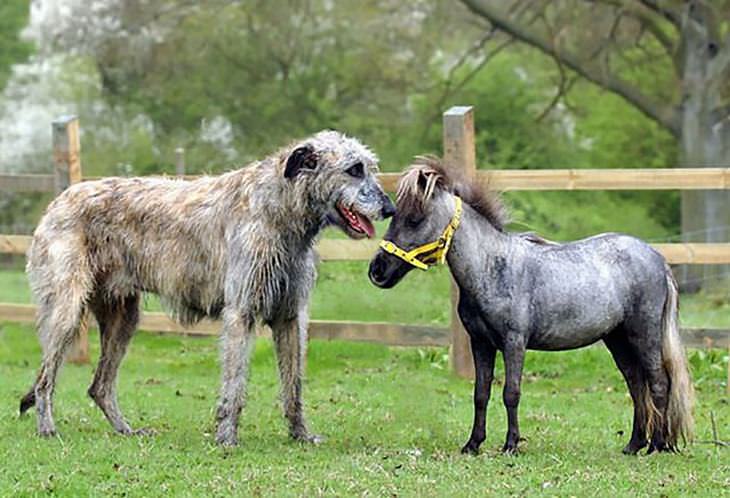 Irish Wolfhounds