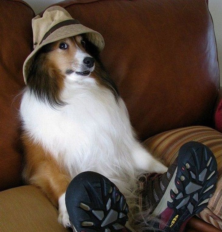 dog wearing a fishing hat and boots
