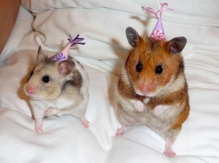 2 hamsters wearing birthday hats