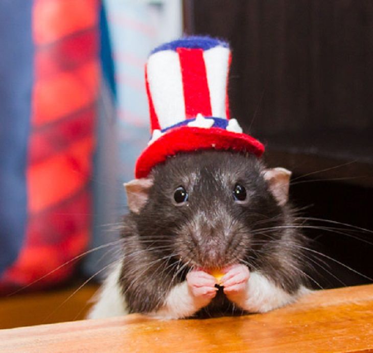 a rat in uncle sam's hat