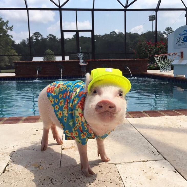 a piglet wearing a Hawaiian shirt and a baseball cap