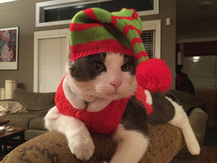 a cat in a santa's helper costume
