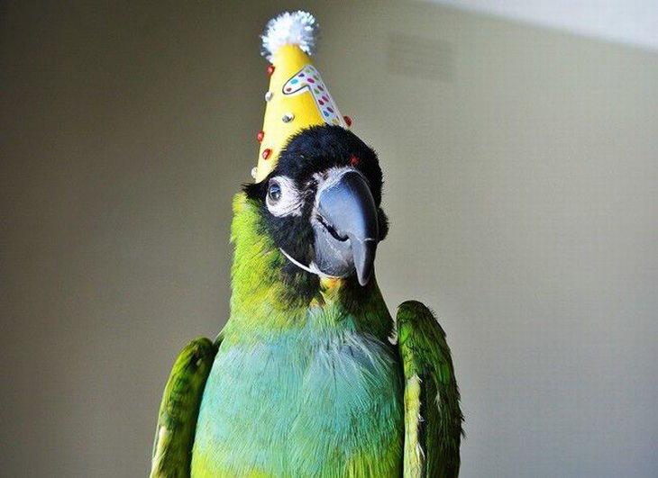 a parrot in a birthday hat