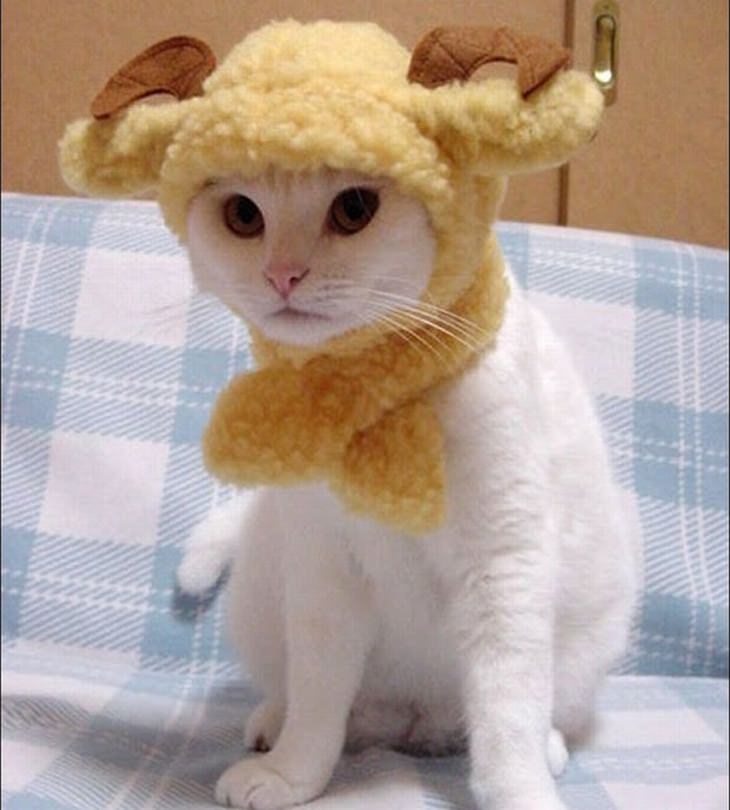 cat wearing a lamb hat