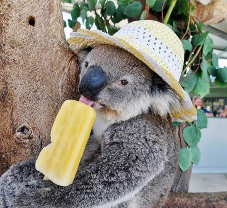 a koala in a sun hat licking an ice cream