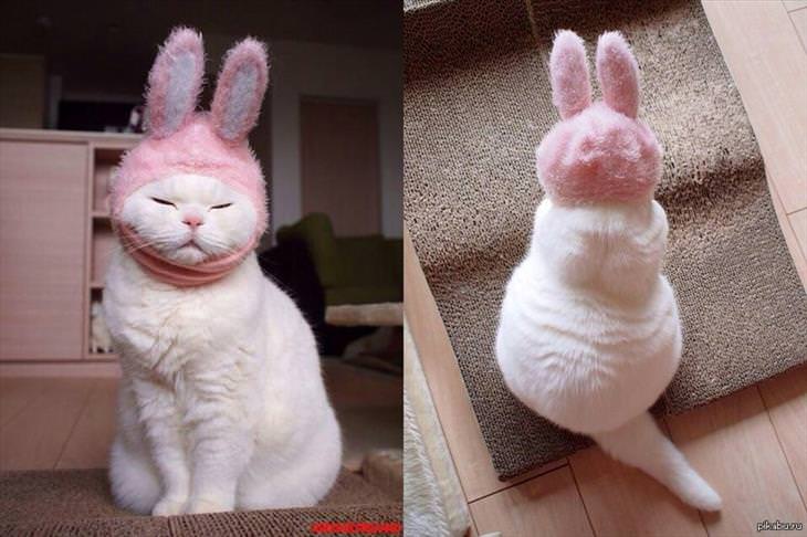 a cat wearing a bunny hat