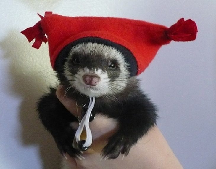 a ferret wearing a warm red hat
