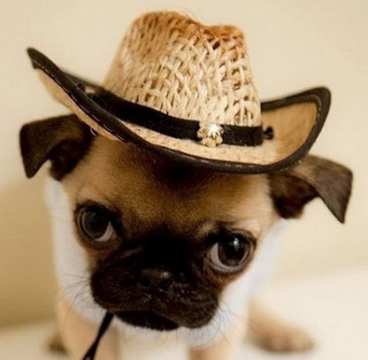 a pug puppy wearing a cowboy hat