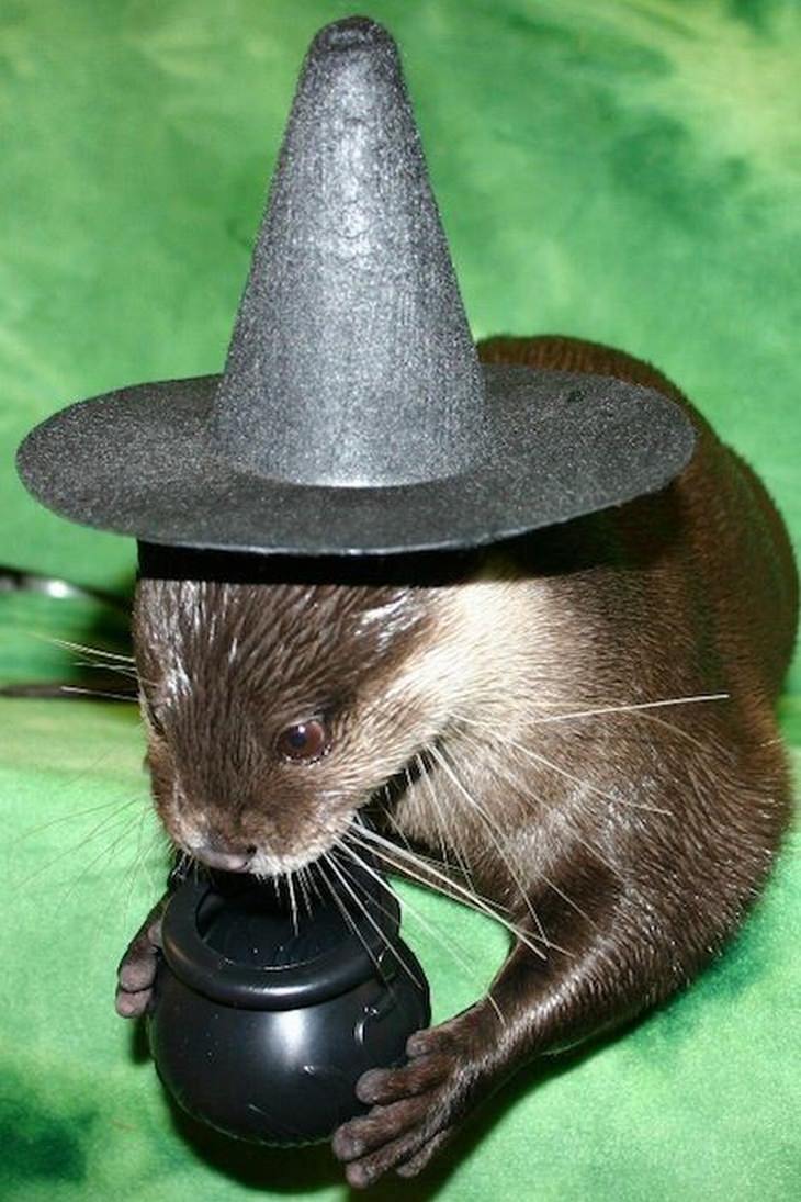 otter in a witch hat