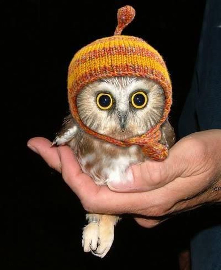 baby owl wearing a knitted hat