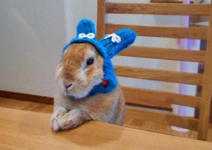 a bunny in a blue knitted hat