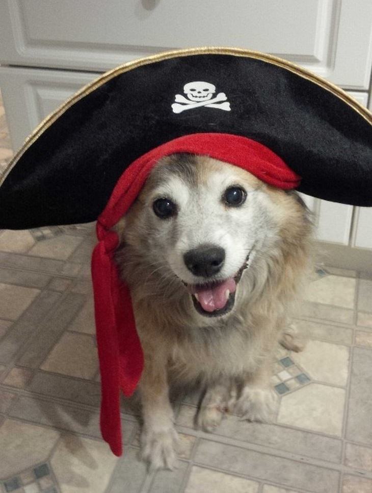 a dog wearing a pirate hat